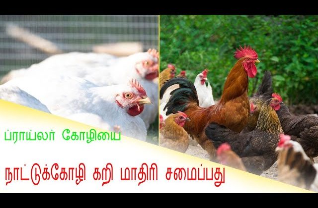 கிராமத்து வாசம் ப்ராய்லர் கோழியை நாட்டுக்கோழி கறி மாதிரி சமைப்பது எப்படி #tirupattur#food#travel#