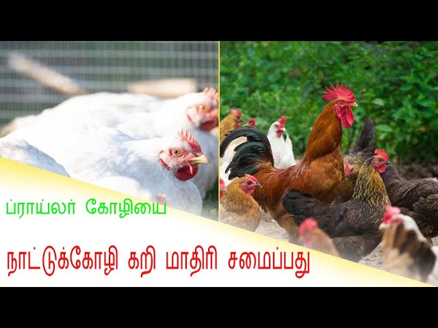 கிராமத்து வாசம் ப்ராய்லர் கோழியை நாட்டுக்கோழி கறி மாதிரி சமைப்பது எப்படி #tirupattur#food#travel#